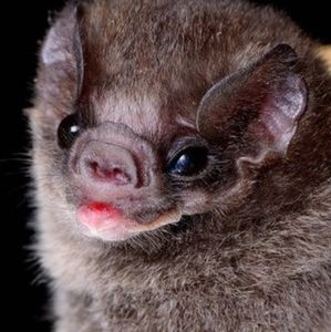 Meet your Posher, Sally